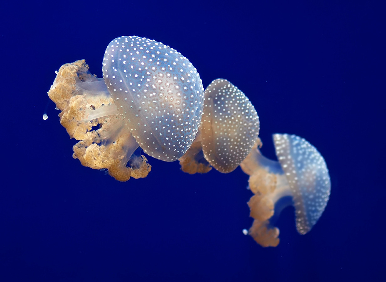 Ví dụ: Jellyfish has a transparent body.
